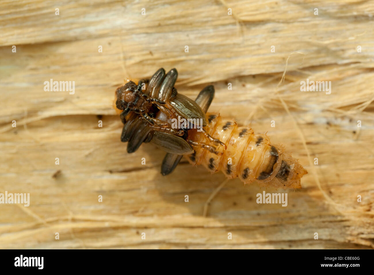 jungen Käfer (Rhagium Mordax) Lüge auf Rinde Stockfoto