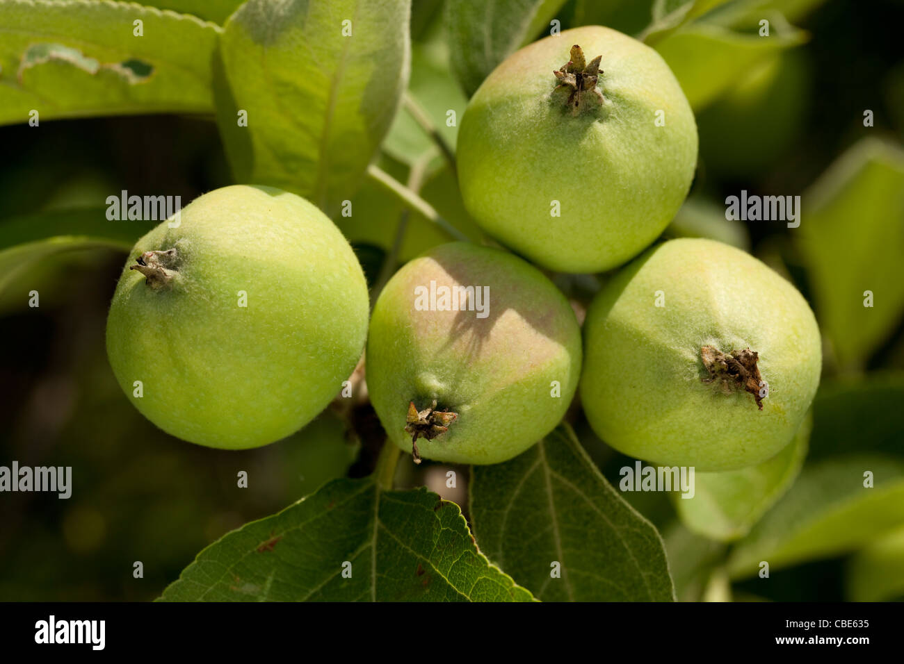 grüne unreife Apfel auf Zweig Apfelbaum Stockfoto
