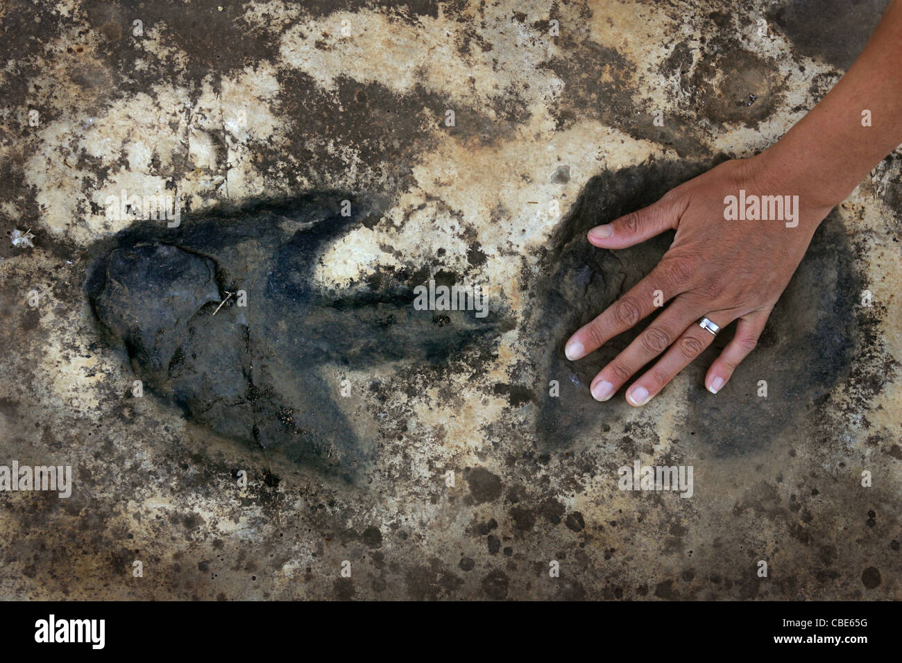 80 Millionen Jahre alten Dinosaurier-Fußspuren am Tambuc in der Nähe von Bicorp in Spanien. Stockfoto