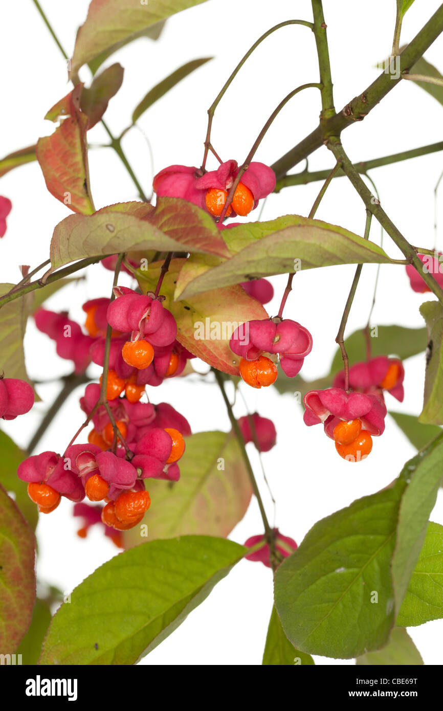 Früchte und Samen (Euonymus Europaeus) auf Spindel Baum Stockfoto