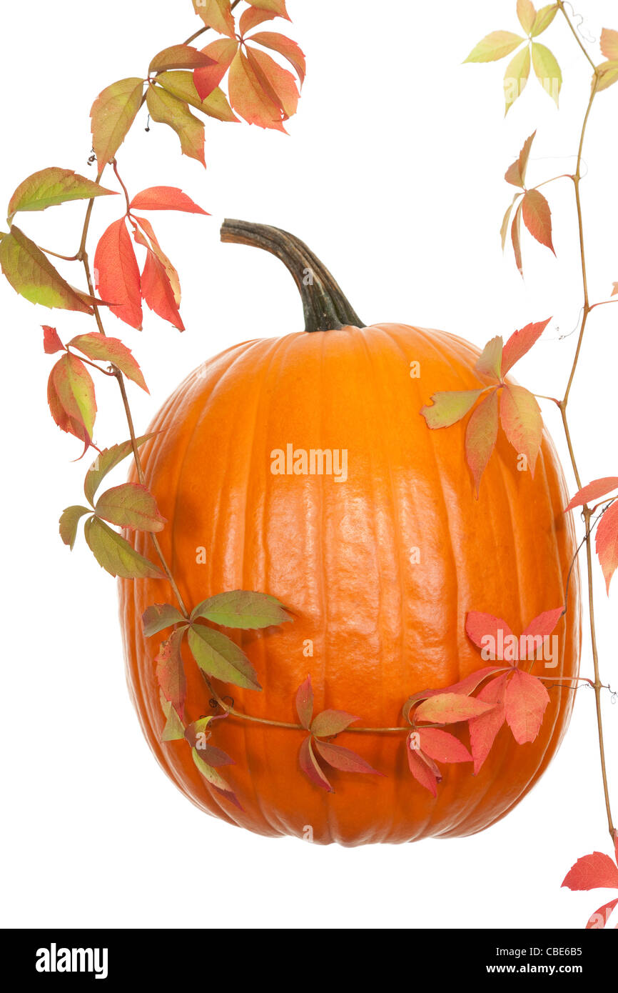 großen Kürbis und Herbst Blatt auf weiß Stockfoto