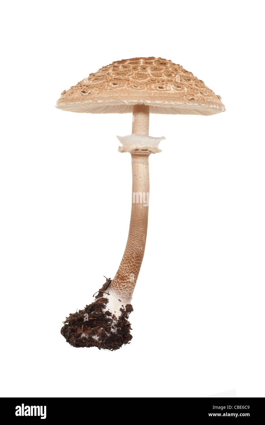 großer Pilz auf langen Teilstrecke auf weißem Hintergrund Stockfoto