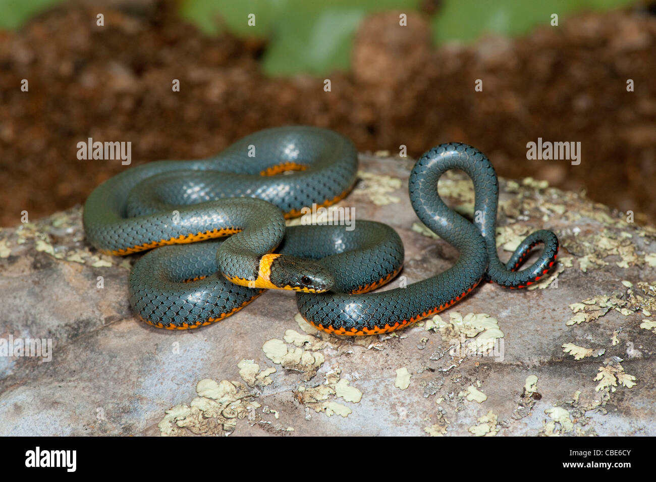 Ring – Necked Schlange Diadophis Punctatus Catalina, Pima County, Arizona, USA 4 Oktober Erwachsene Colubridae Stockfoto