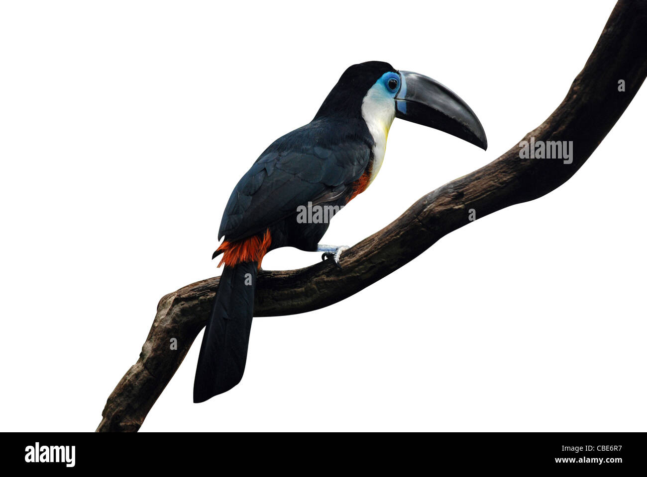 Populären südamerikanischen Vogel - Tukan, auf einem Ast Stockfoto