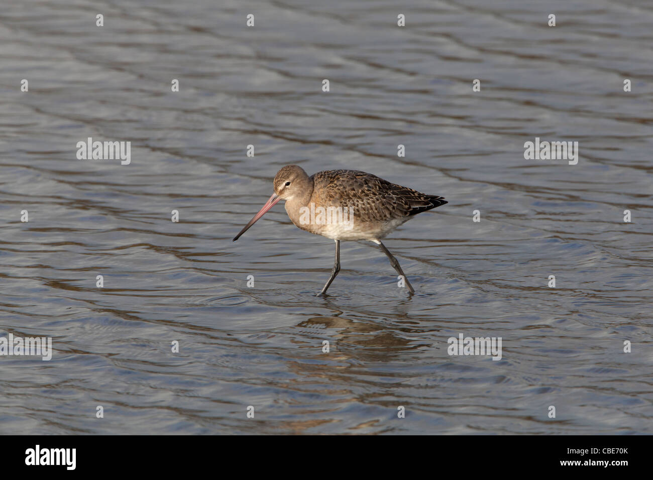 Schwarz-angebundene Uferschnepfe Limos Limosa Erwachsenen in nicht-Zucht Gefieder waten im seichten Wasser Stockfoto