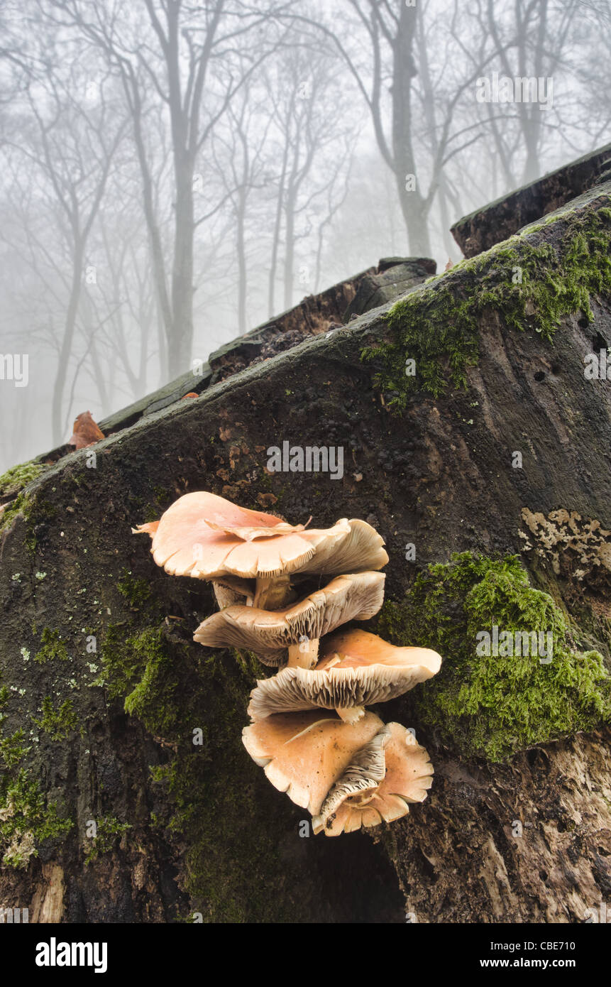 Pilze (Kuehneromyces Stockschwämmchen) auf einem Baumstamm. Im Hintergrund Wald im Nebel. Stockfoto