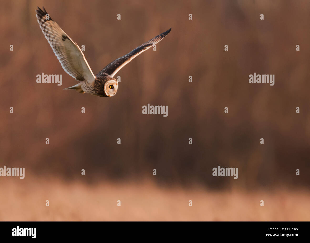Wilde Short Eared Owl-Jagd über grobe Grasland in Leicestershire Stockfoto