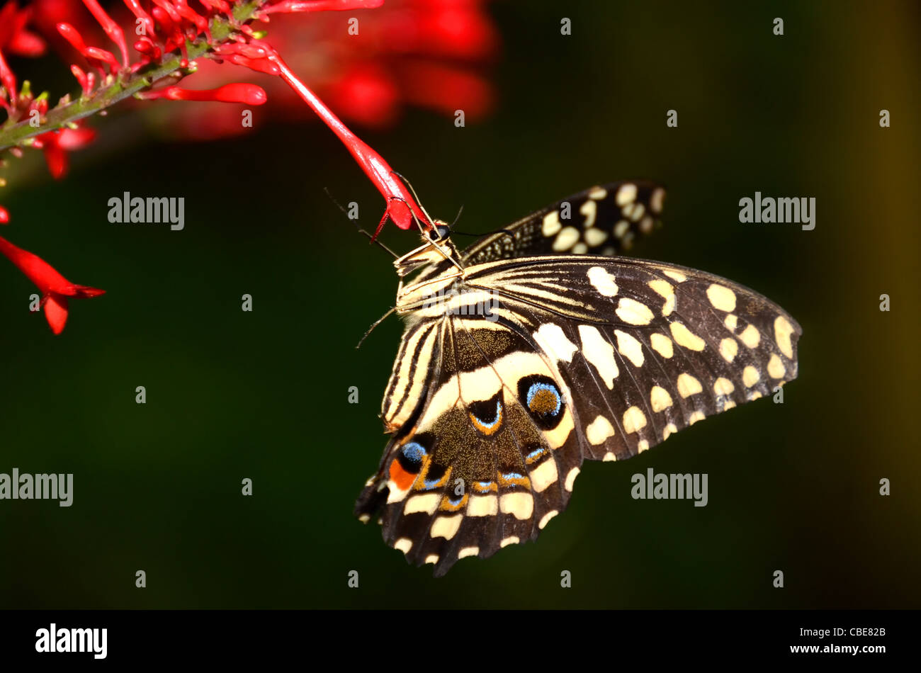 Der Citrus Schwalbenschwanz-Schmetterling (Papilio, Demodocus) aus Sub-Sahara Afrika Stockfoto