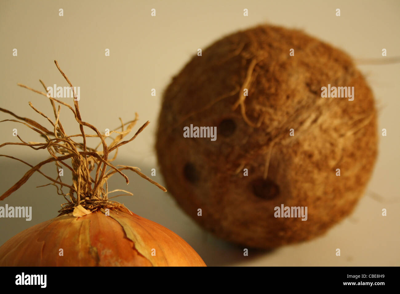 Eine Zwiebel mit einer Kokosnuss im Hintergrund. Stockfoto