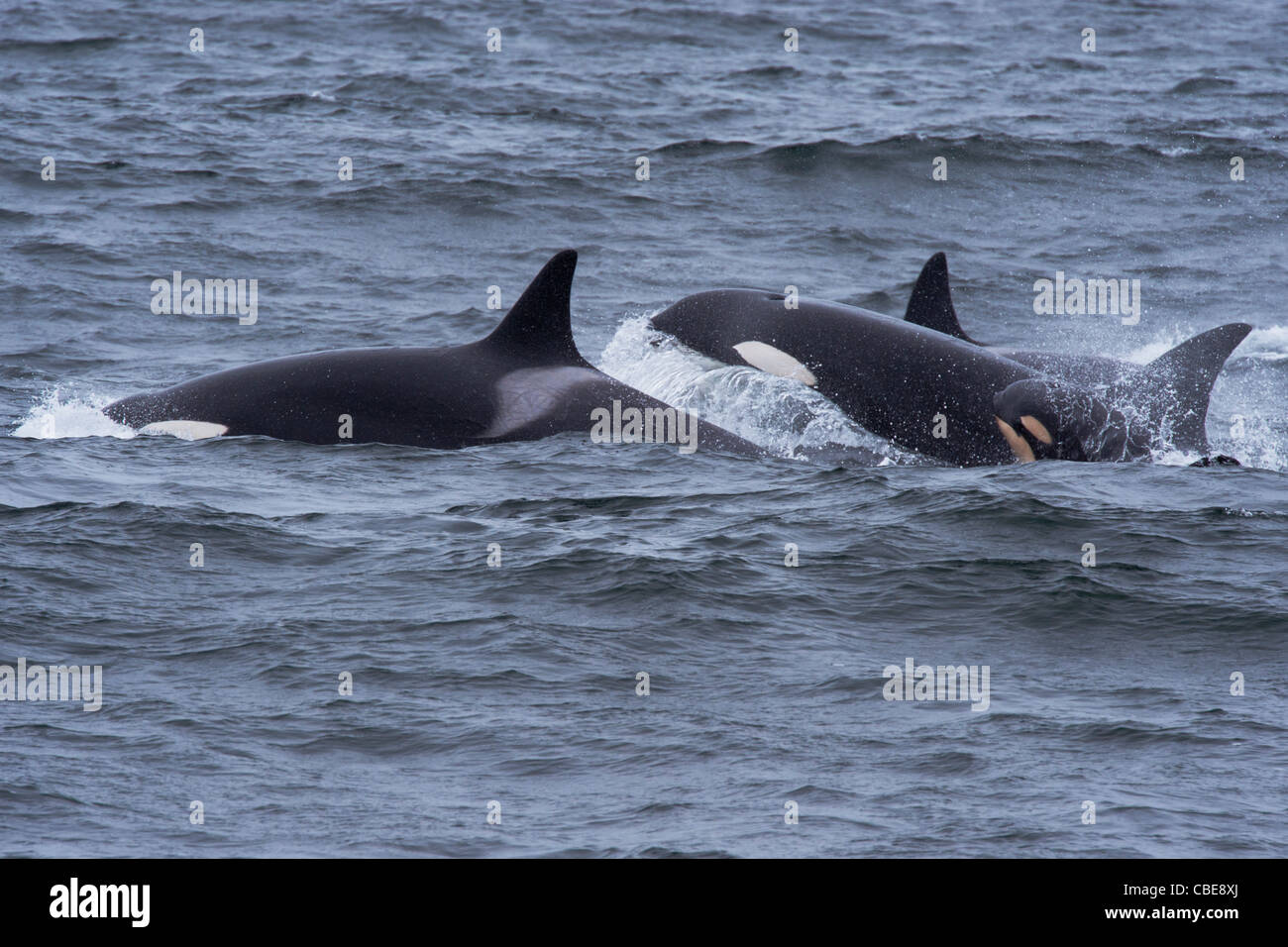 Transiente Schwertwal/Orca (Orcinus Orca). Zwei Weibchen und ein Kalb auftauchen. Monterey, Kalifornien, Pacific Ocean. Stockfoto