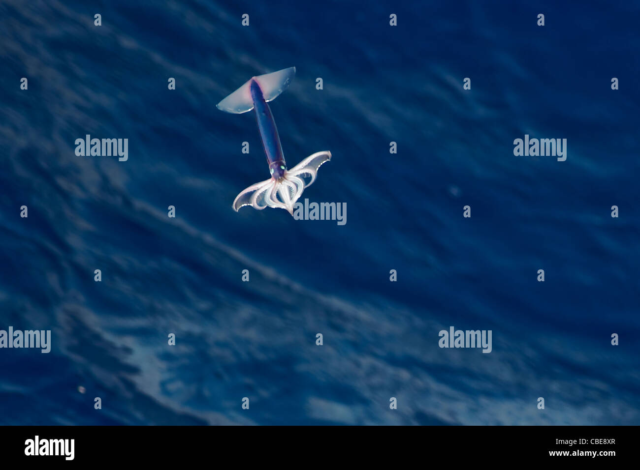 Sehr seltene Bild von einem Neon Flying Squid (Ommastrephes Bartramii) in der Luft, Süd-Atlantik. Keine digitale Manipulation. Stockfoto