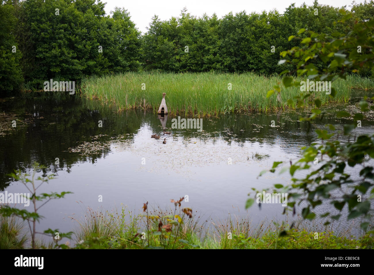 Zentralen Teich der Ente Lockvogel Geflügel Wasserabscheider bei Sdr. Ho Fanoe Dänemark Stockfoto