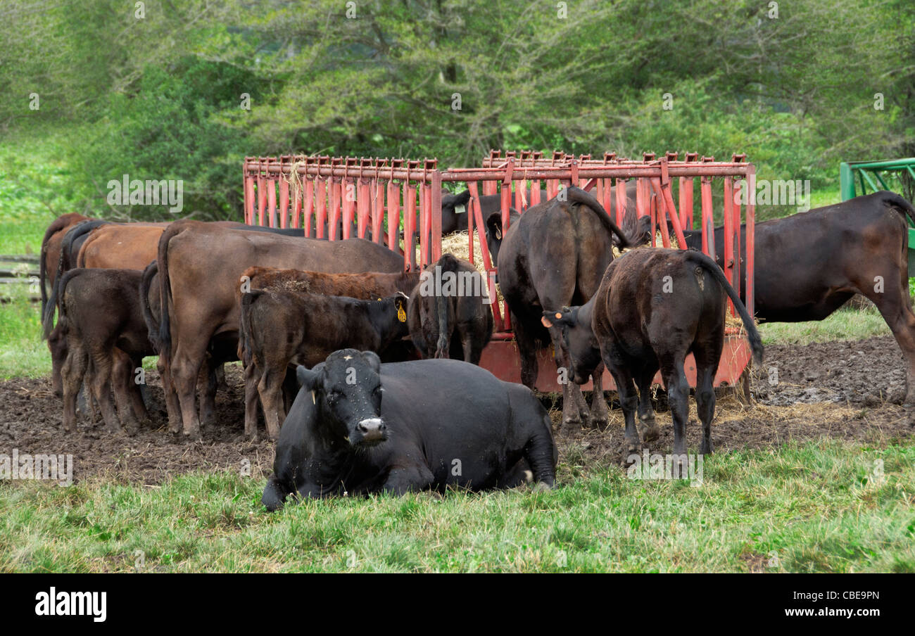 Beef cattle feeding -Fotos und -Bildmaterial in hoher Auflösung – Alamy