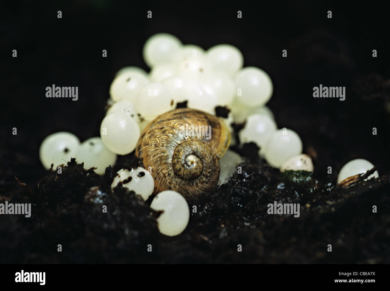 Garten-Schnecke mit frisch gelegten Eiern, UK Stockfoto