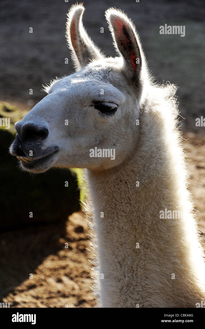 Lamas in London Zoo. Stockfoto