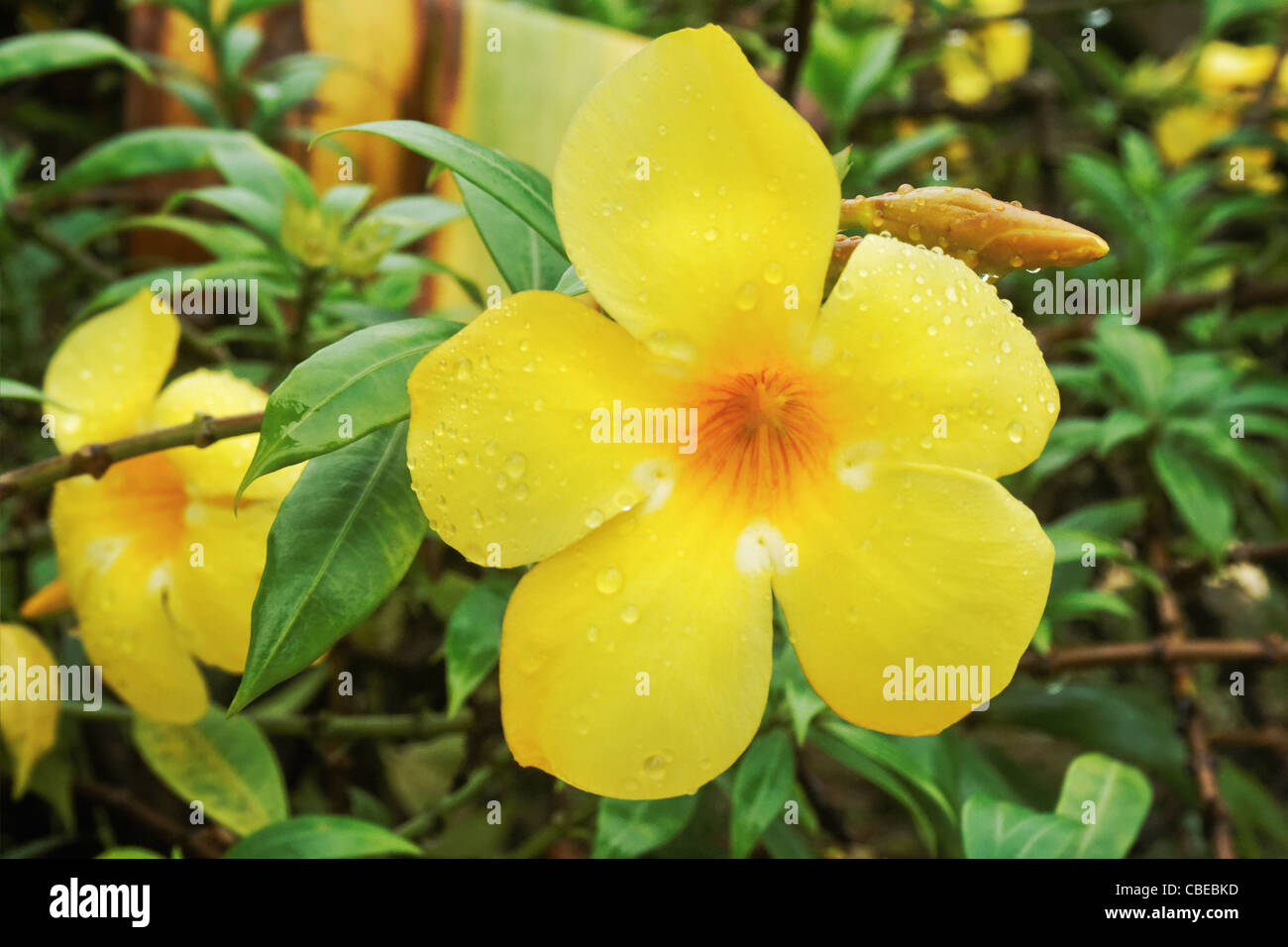 helle 5 geriffelt petaled gelber Seide Blume sonnen sich in der Goan Monsun Indien horizontalen Landschaft mit Laub Hintergrund Stockfoto