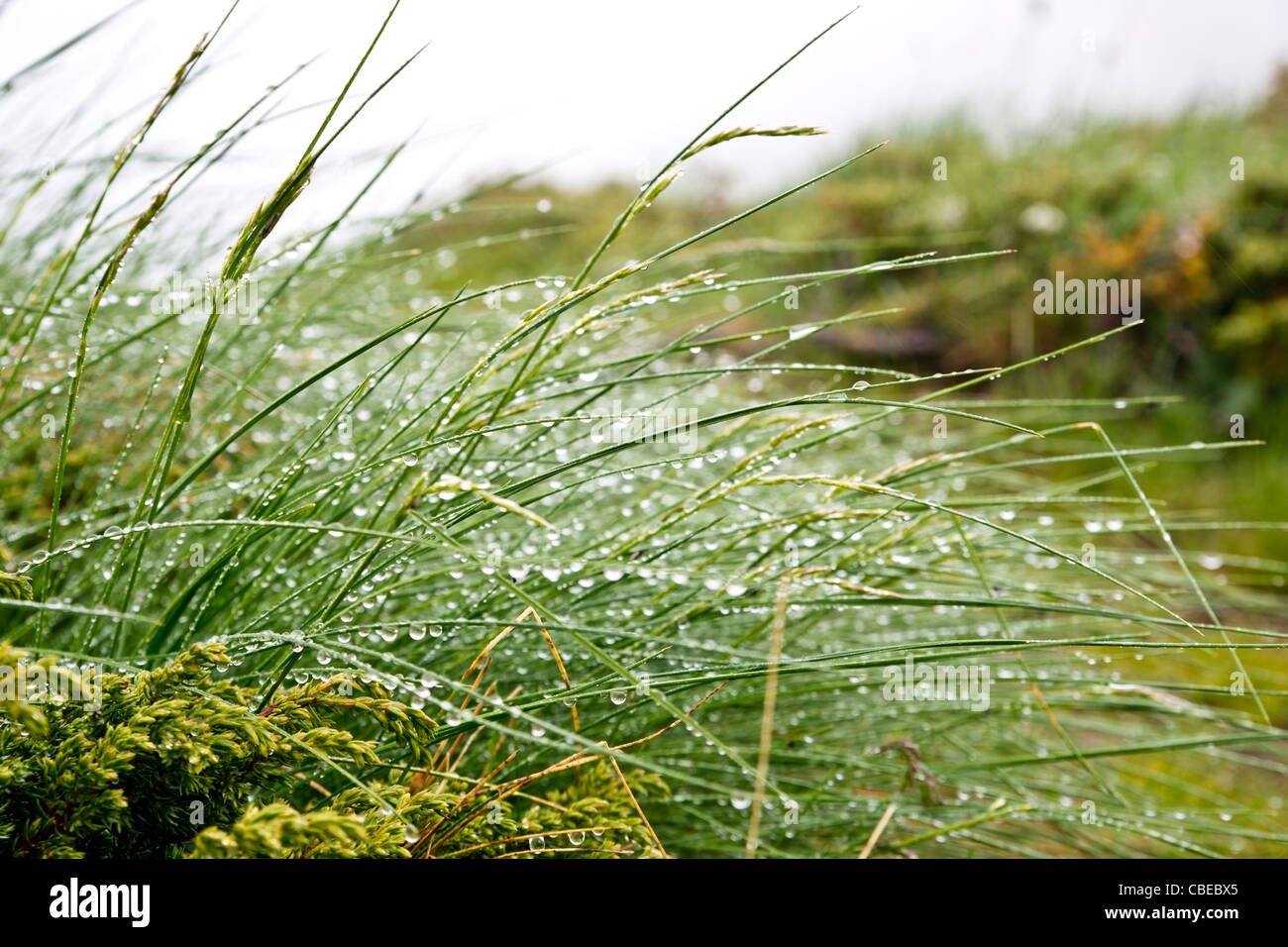 auf-grashalmen-fotos-und-bildmaterial-in-hoher-aufl-sung-alamy
