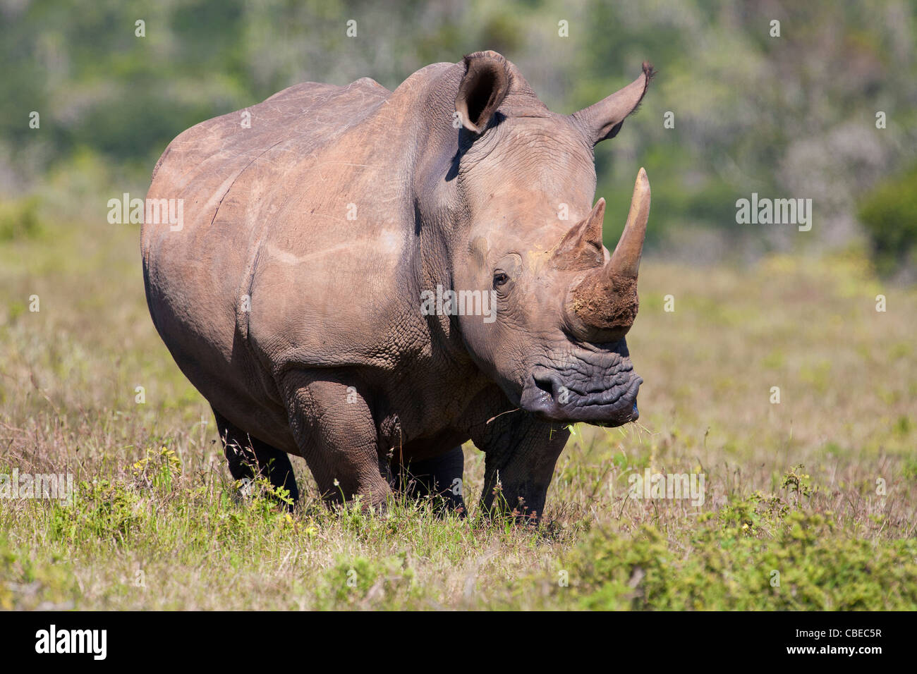 Weißer Rhinoceros oder Square-lippige Rhinoceros (Ceratotherium Simum) gefangen im Kariega Game Reserve, Südafrika Stockfoto
