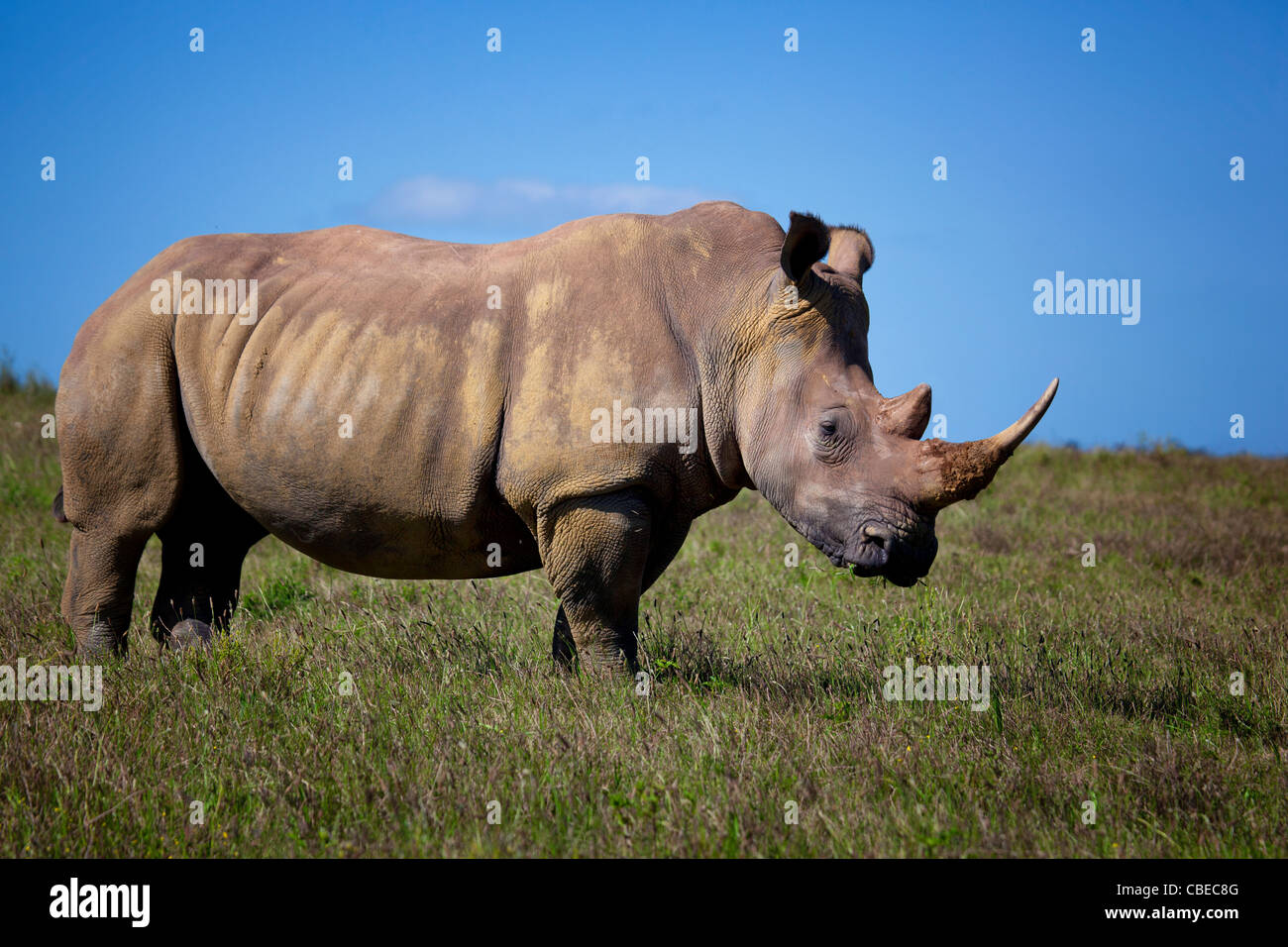 Weißer Rhinoceros oder Square-lippige Rhinoceros (Ceratotherium Simum) gefangen im Kariega Game Reserve, Südafrika Stockfoto