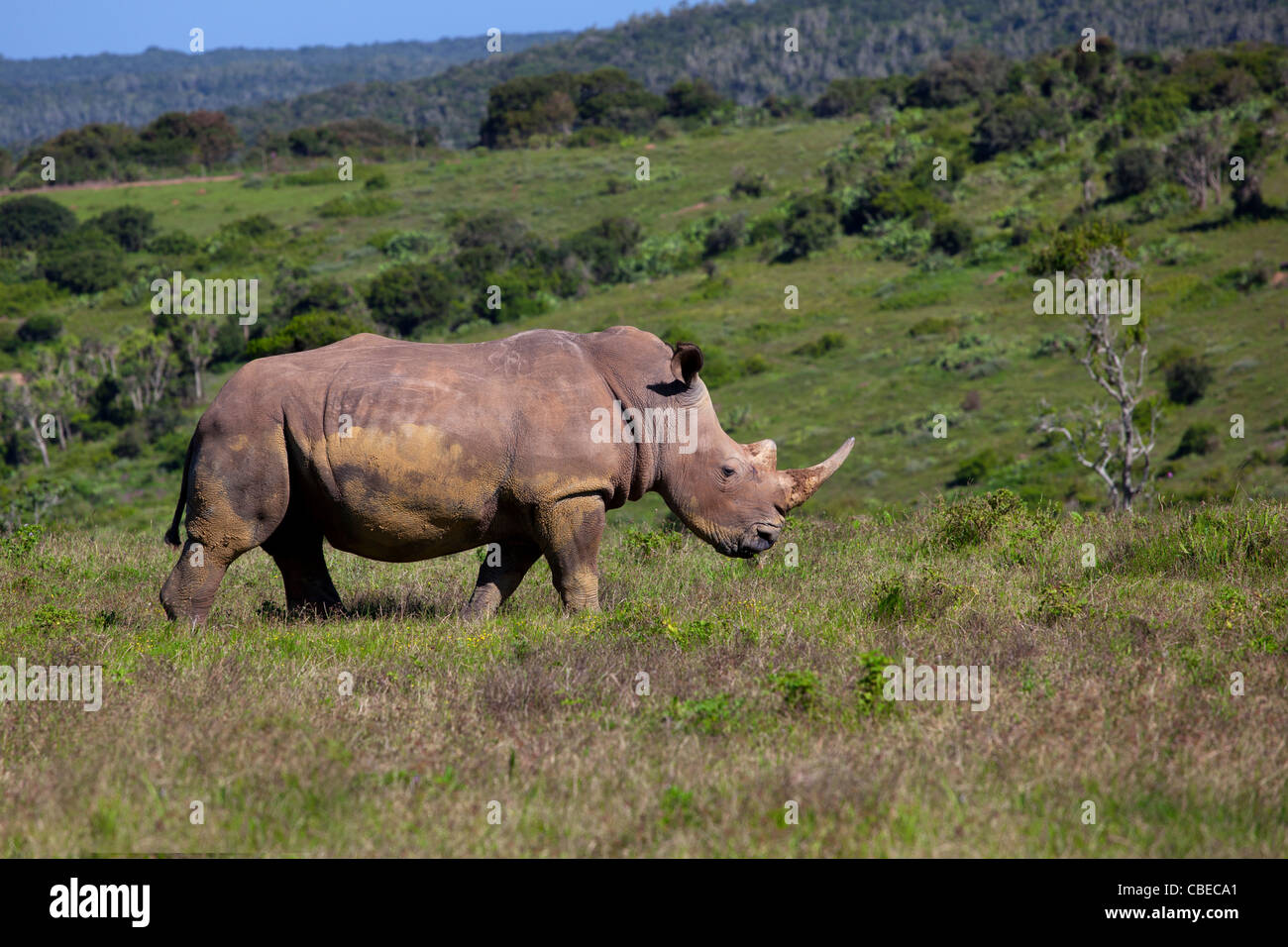 Weißer Rhinoceros oder Square-lippige Rhinoceros (Ceratotherium Simum) gefangen im Kariega Game Reserve, Südafrika Stockfoto