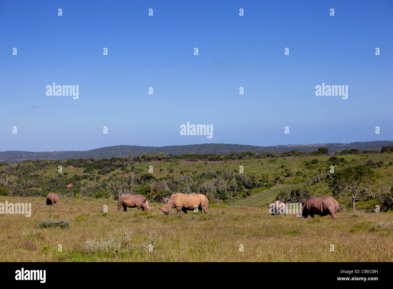 Eine Herde weißer Rhinoceros oder Square-lippige Rhinoceros (Ceratotherium Simum) gefangen im Kariega Game Reserve, Südafrika Stockfoto
