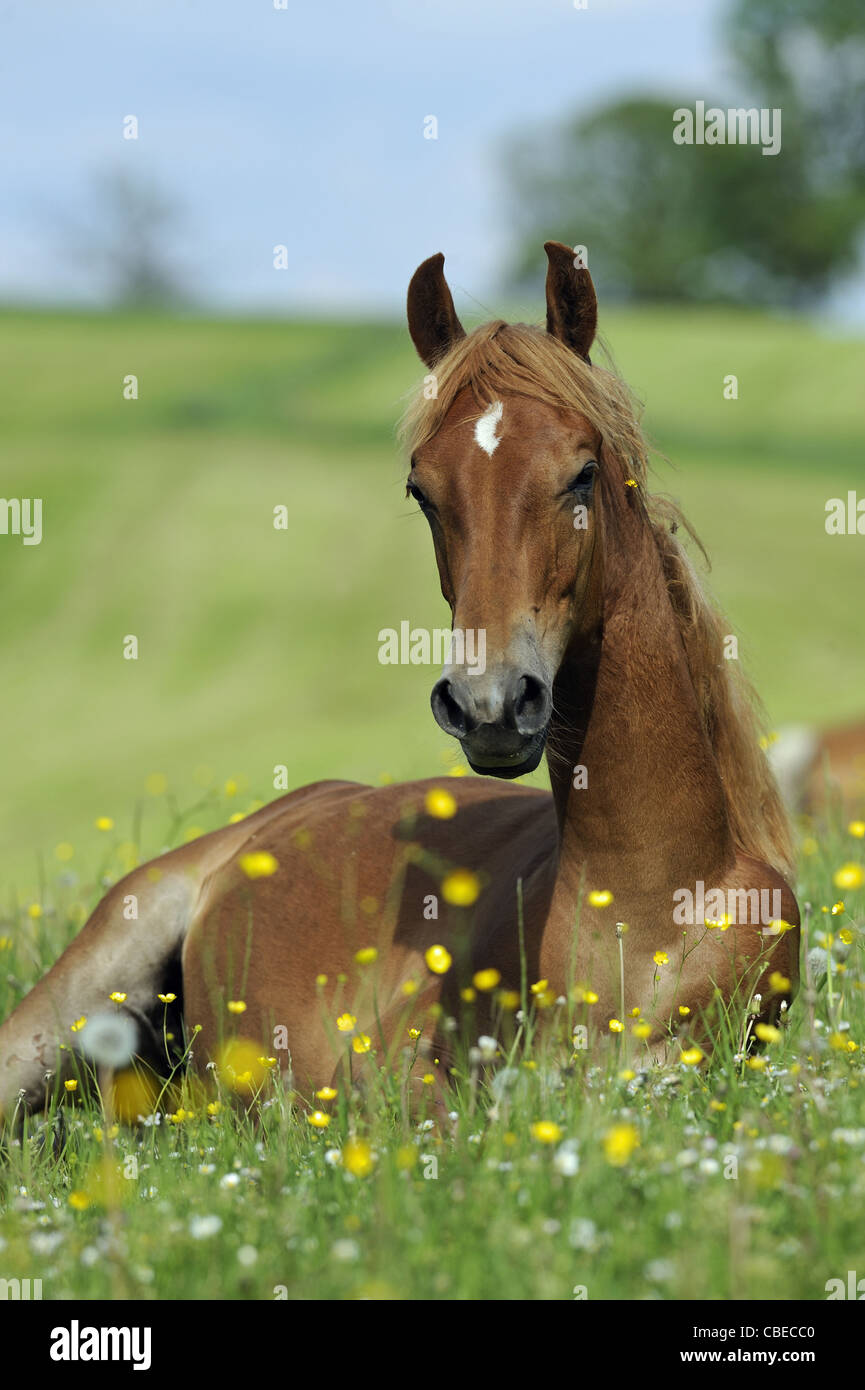 American Saddlebred (Equus Ferus Caballus), Jährling in einer Wiese liegen Stockfoto
