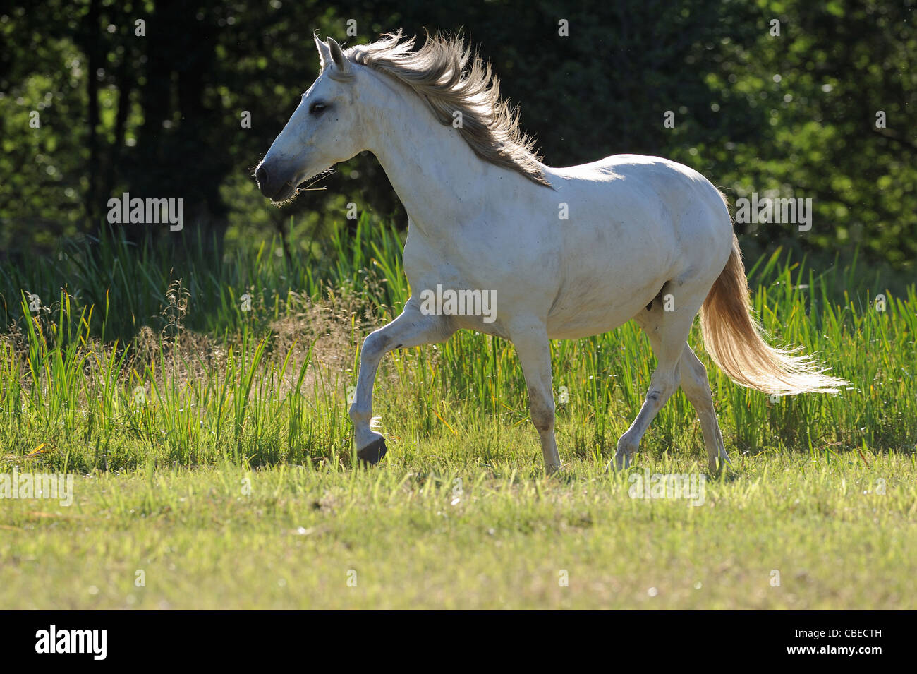 Andalusische Pferd (Equus Ferus Caballus). Graue Stute im Trab auf einer Wiese. Stockfoto