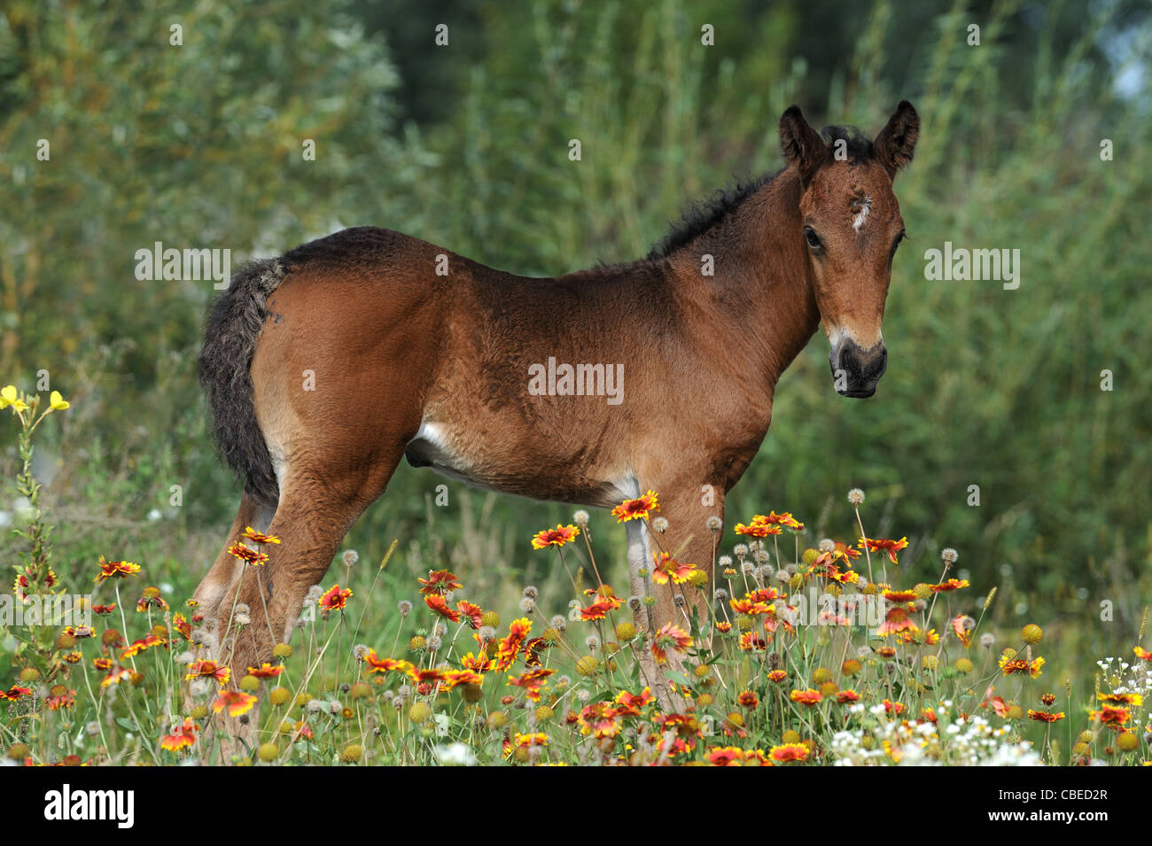Lockiges Pferd (Equus Ferus Caballus). Fohlen stehen auf einer blühenden Wiese. Stockfoto