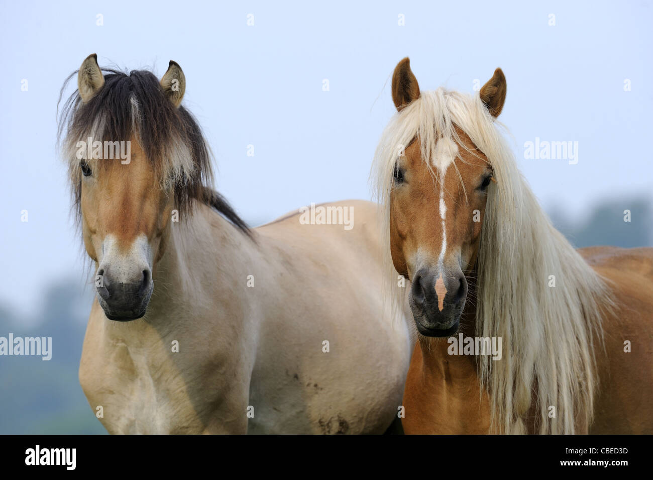 Norwegischer Fjord-Pferd und Haflinger-Pferd (Equus Ferus Caballus). Porträt von zwei jungen Hengsten. Stockfoto