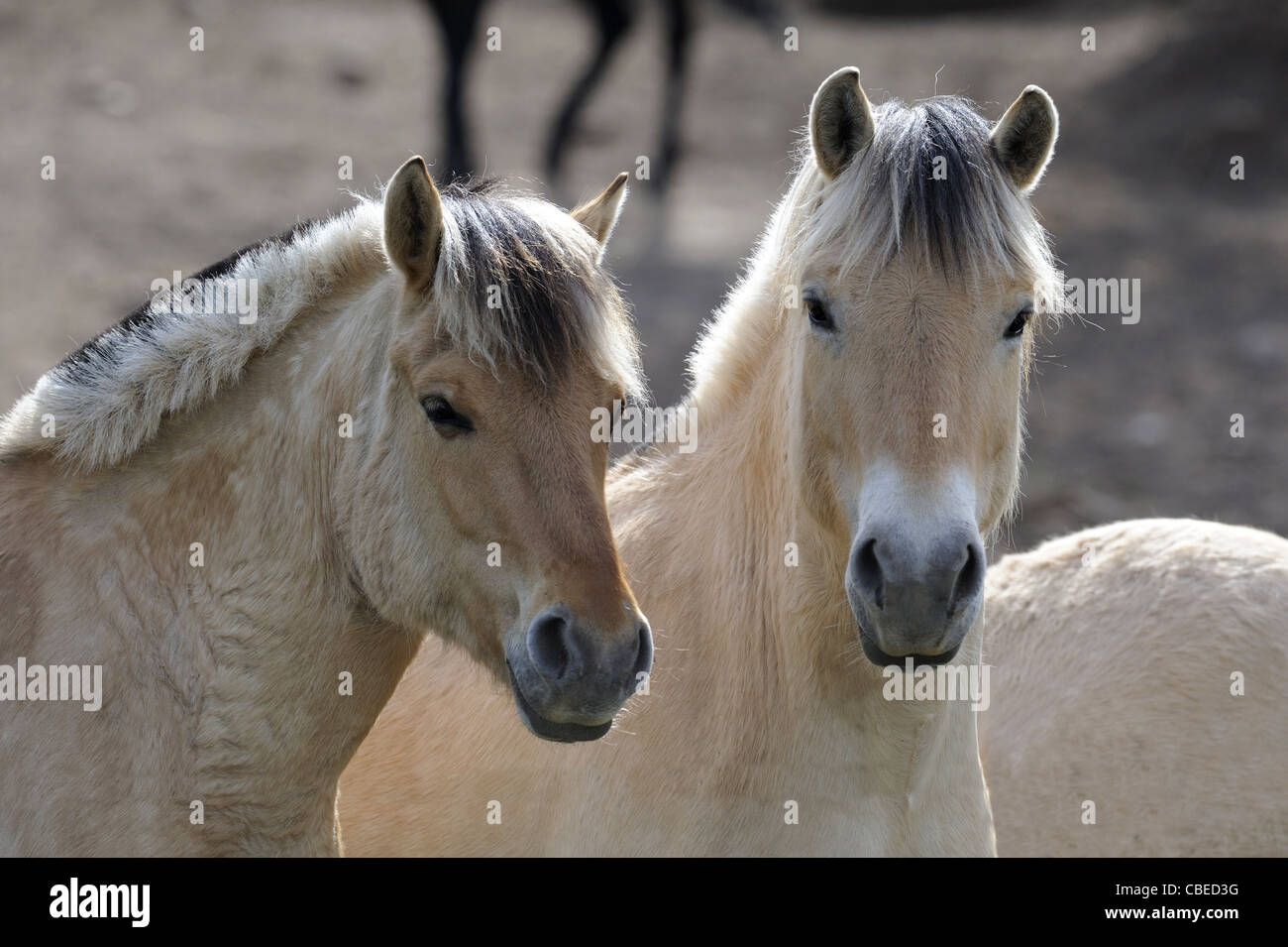 Norwegischer Fjord Pferd. (Equus Ferus Caballus). Porträt von zwei Wallache. Stockfoto