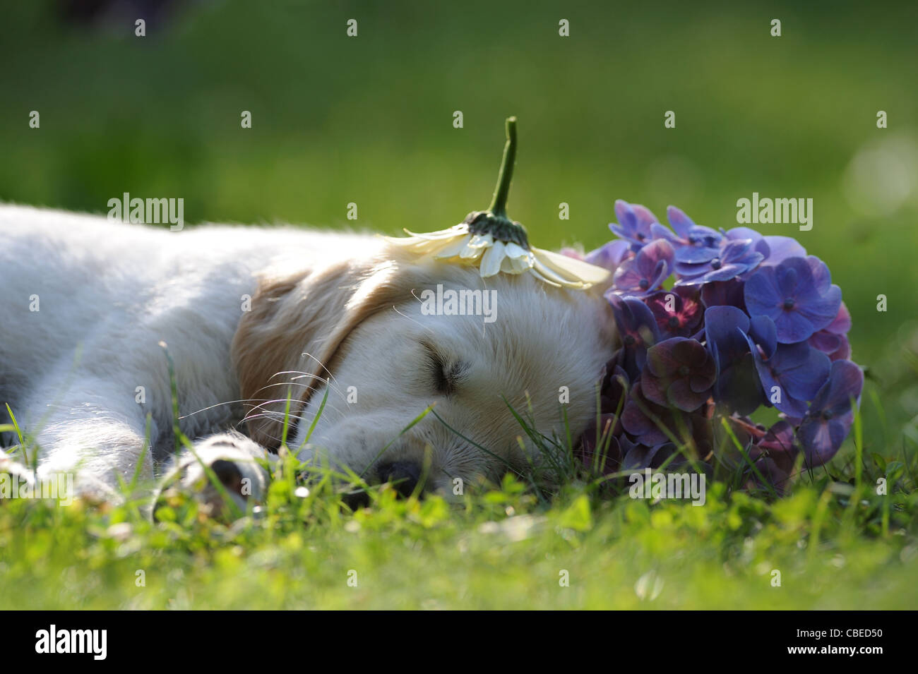 Golden Retriever (Canis Lupus Familiaris). Welpen schlafen mit einer invertierten Blume wie eine Mütze auf den Kopf. Stockfoto