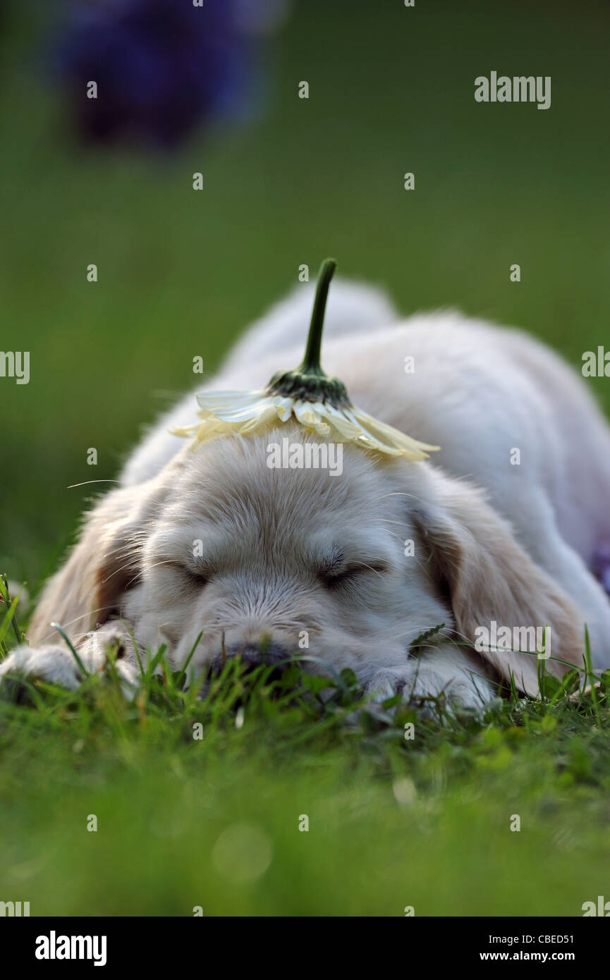 Golden Retriever (Canis Lupus Familiaris). Welpen schlafen mit einer invertierten Blume wie eine Mütze auf den Kopf. Stockfoto