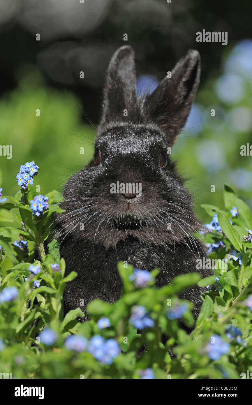 Hauskaninchen, Pygmy Kaninchen (Oryctolagus Cuniculus Domesticus). Schwarze Menschen unter den blühenden Vergissmeinnicht. Stockfoto