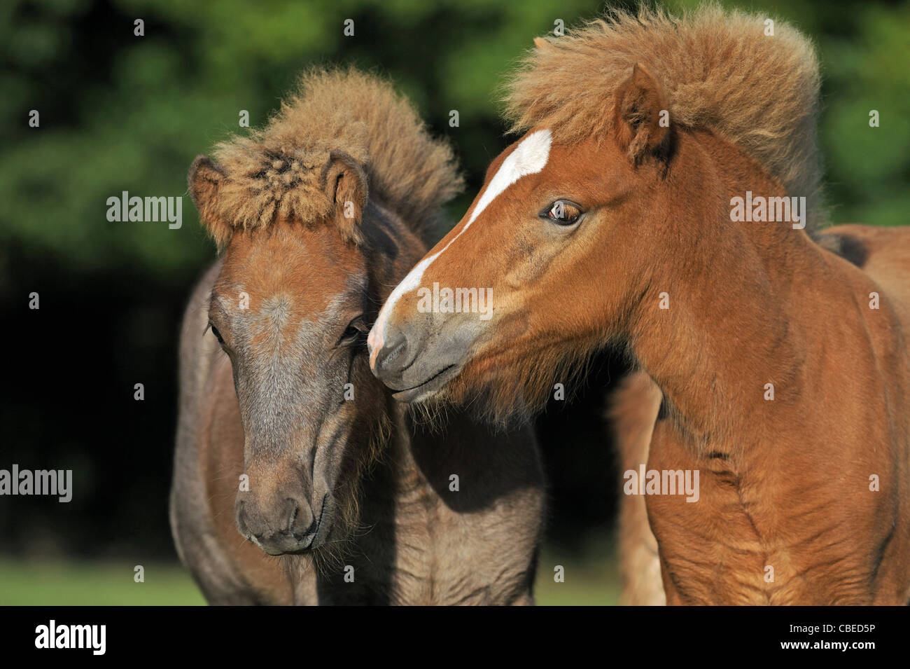 Isländische Pferd (Equus Ferus Caballus). Zwei Fohlen schnüffeln an einander. Stockfoto