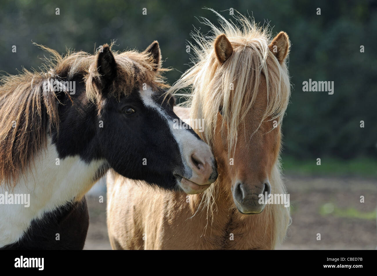 Isländische Pferd (Equus Ferus Caballus). Pinto schnüffeln an der Bucht Freund. Stockfoto