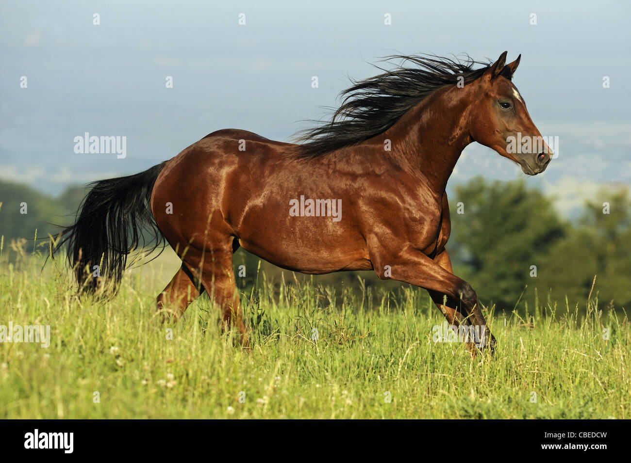 Quarter Horse (Equus Ferus Caballus). Bucht Hengst im Galopp auf der Wiese. Stockfoto