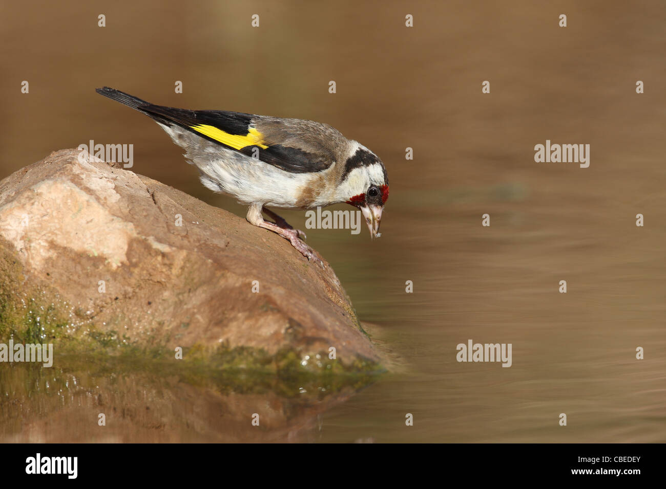Europäische Stieglitz (Zuchtjahr Zuchtjahr). Erwachsene trinken. Stockfoto
