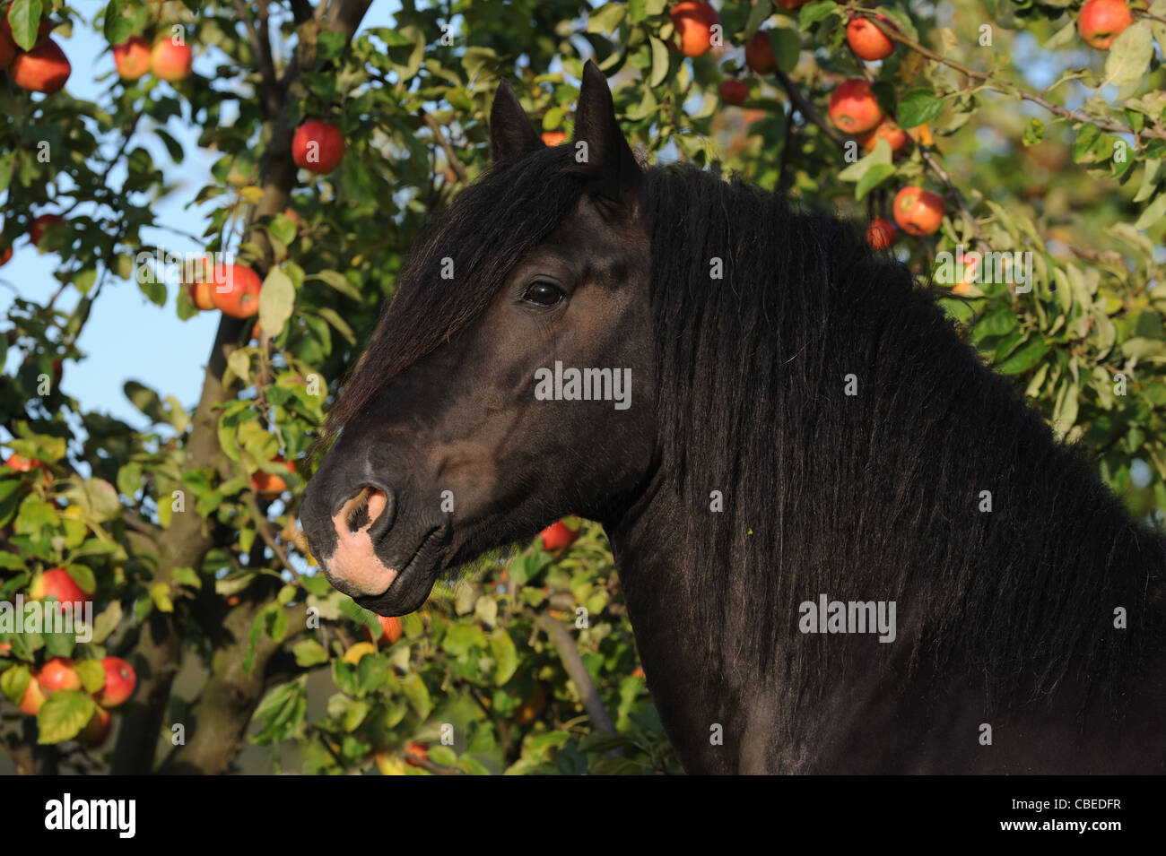 Gypsy Vanner Pferd (Equus Ferus Caballus). Porträt von einem schwarzen Hengst mit einem Apfelbaum im Hintergrund. Stockfoto