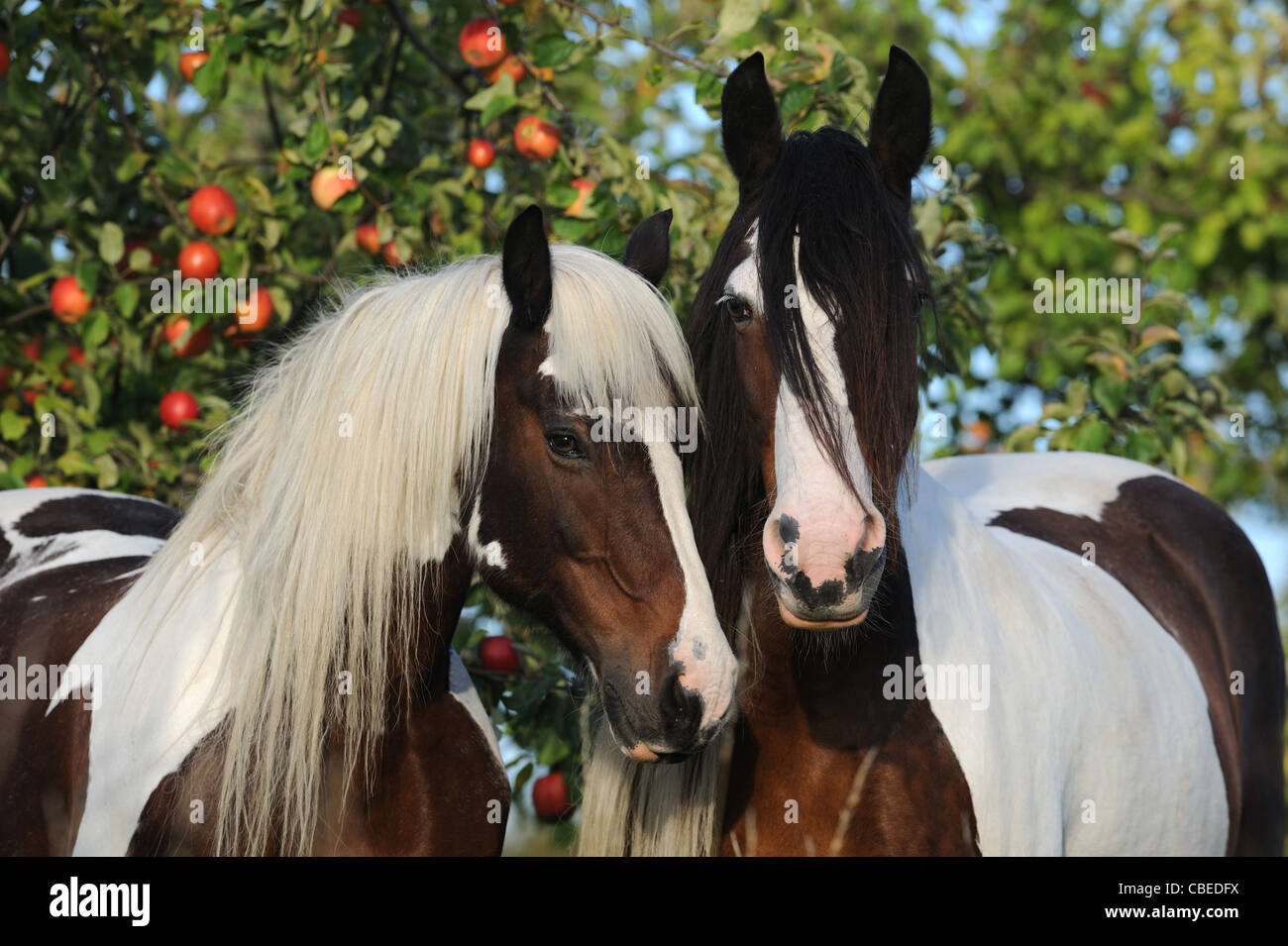 Gypsy Vanner Pferd (Equus Ferus Caballus). Porträt von zwei Pinto Stuten mit einem Apfelbaum im Hintergrund. Stockfoto