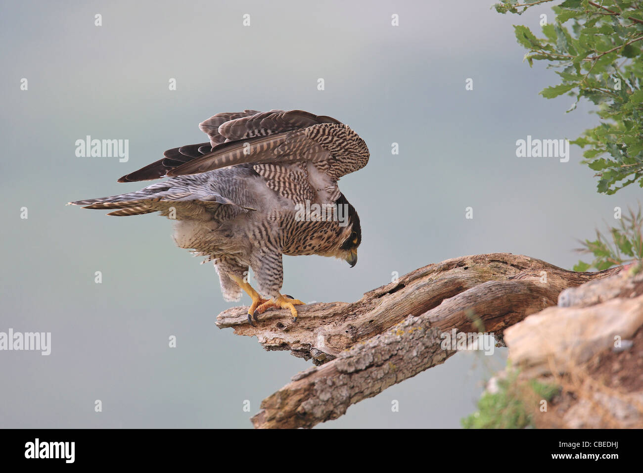 Wanderfalke (Falco Peregrinus) stehen auf einem gebrochenen Ast unter Schütteln seine Federn. Stockfoto