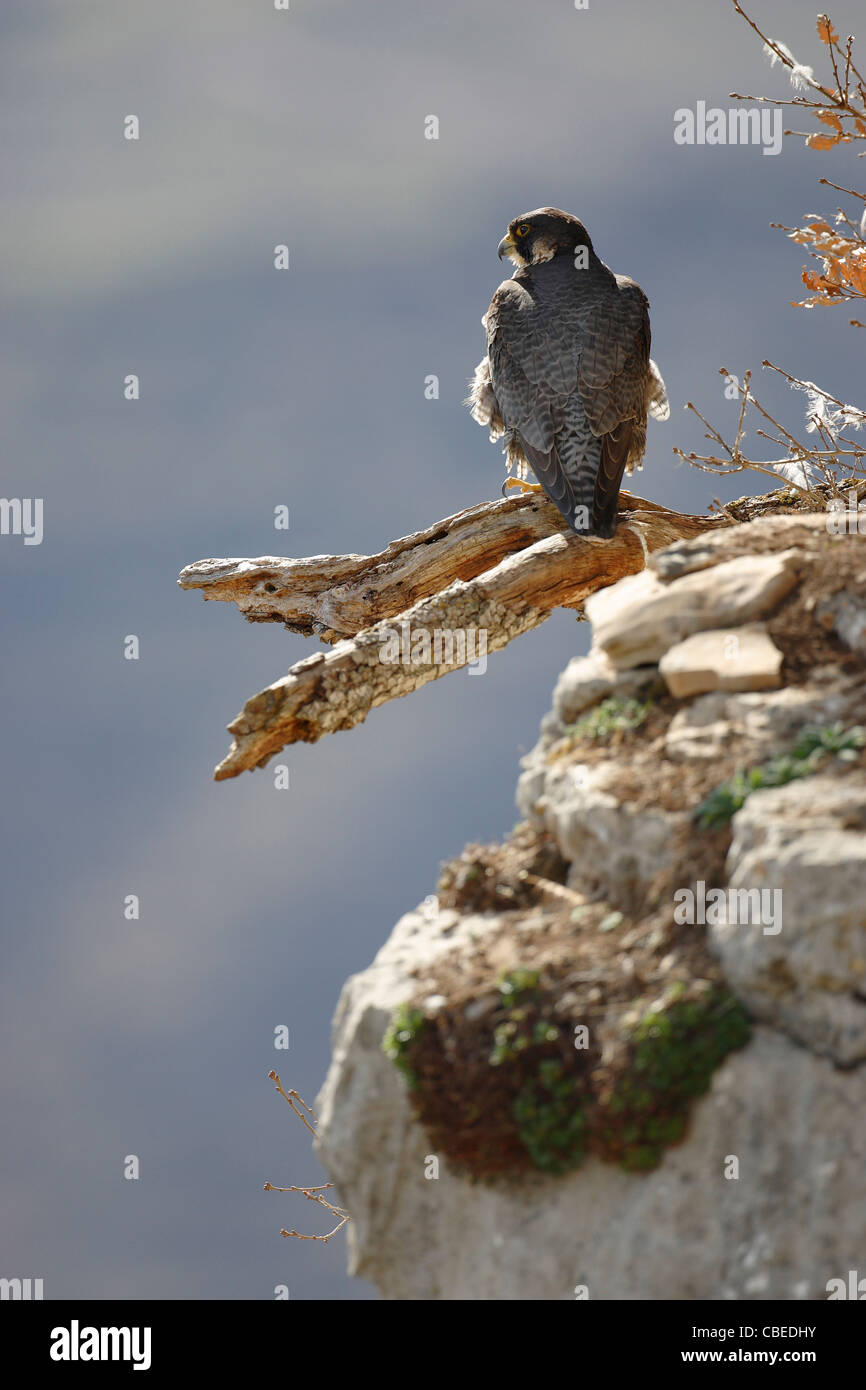 Wanderfalke (Falco Peregrinus) stehen auf einem gebrochenen Ast. Stockfoto