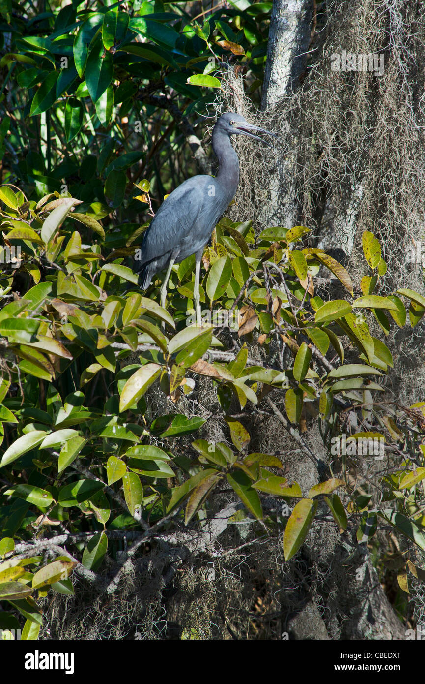 Great Blue Heron in Everglades, Florida Stockfoto