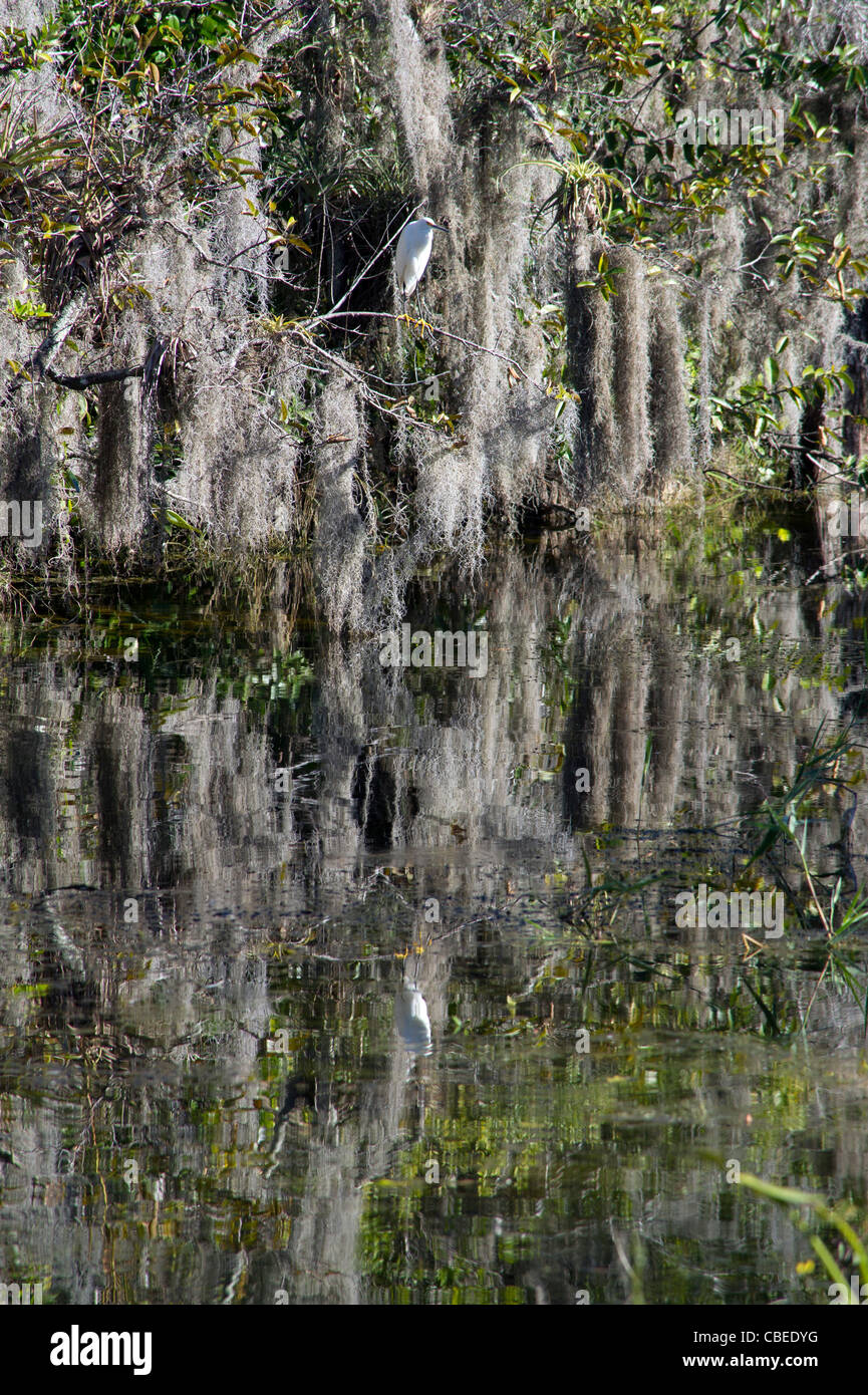 Silberreiher. Everglades, Florida Stockfoto