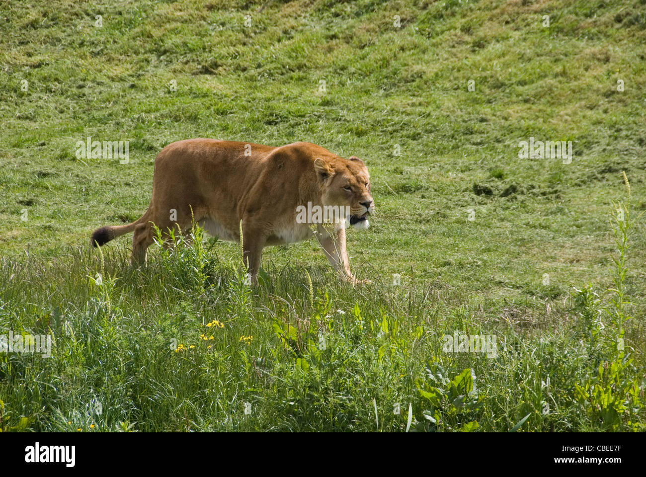 Gerettet Löwin Panthera Leo, zu Fuß mit leichten Stalking Vermutung zu Schultern, Yorkshire Wildlife Park, Doncaster, UK Stockfoto