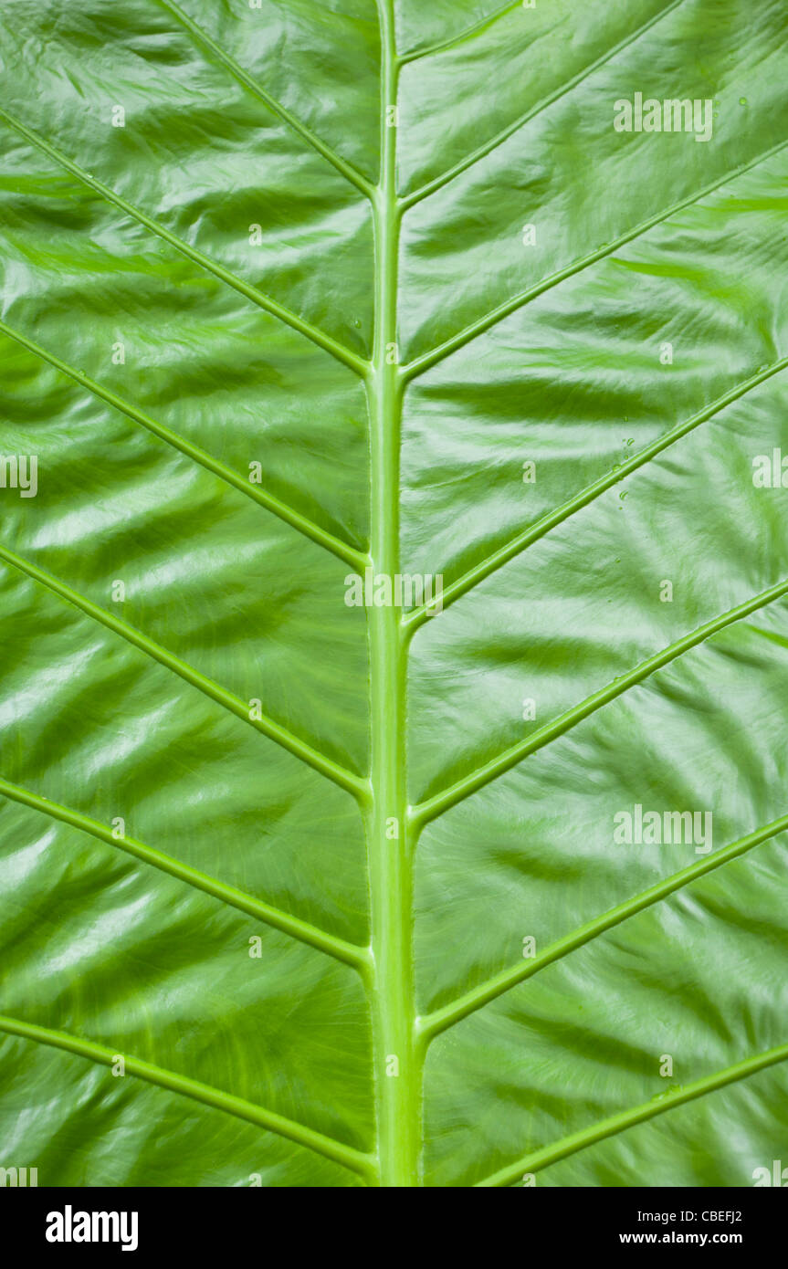 Große grüne Blatt, Riesen-Taro, 'Colocasia Gigantea", Thailand Stockfoto