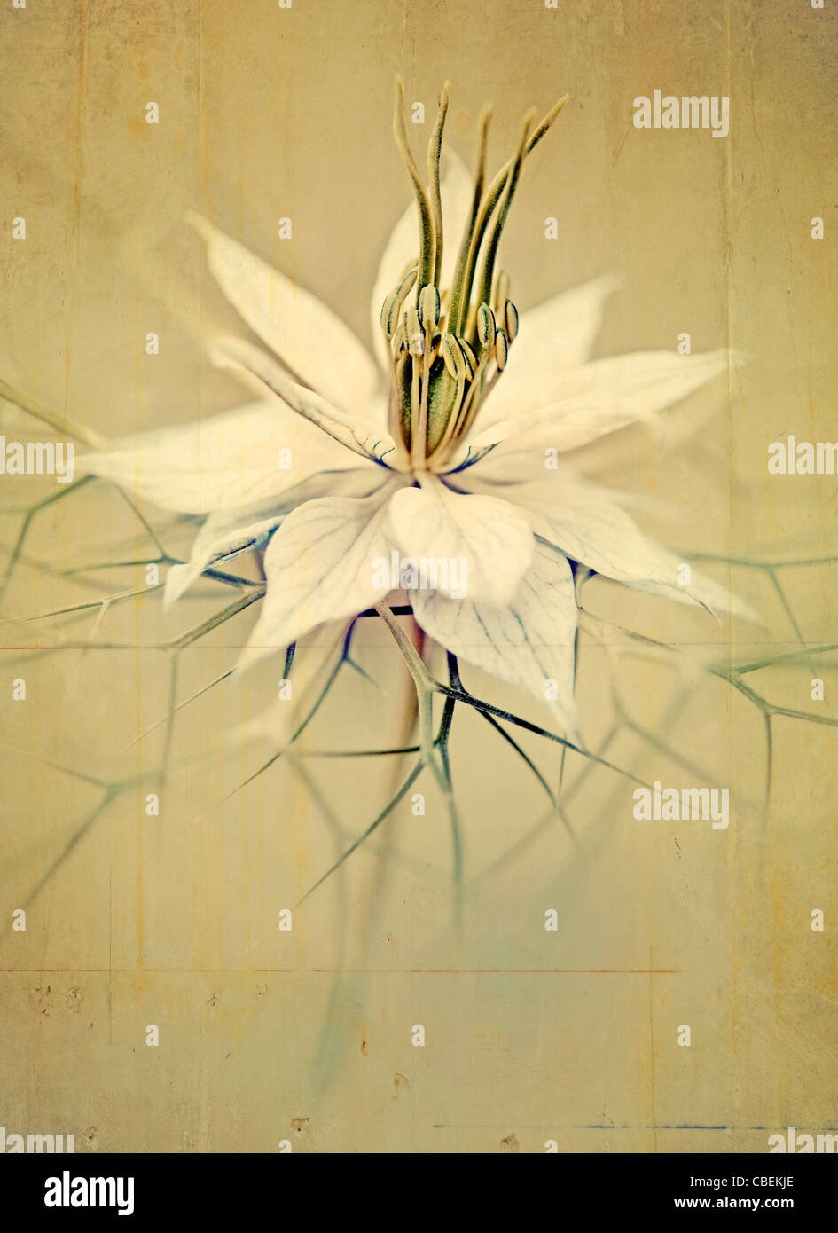 Nigella Damascena, Love-in-a-mist, weiße Blume Motiv. Stockfoto