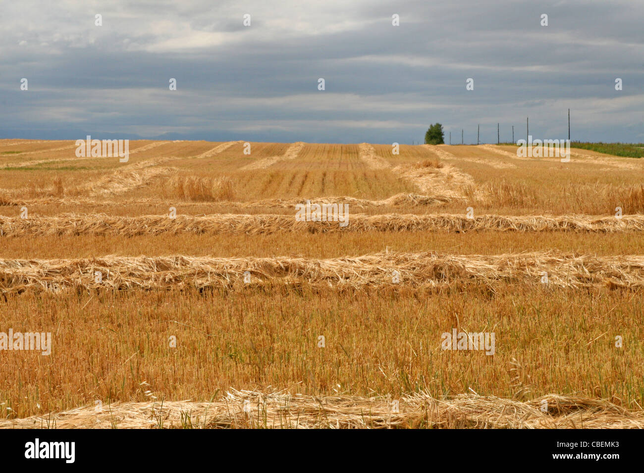 Erntefeld in Alberta, Kanada Stockfoto