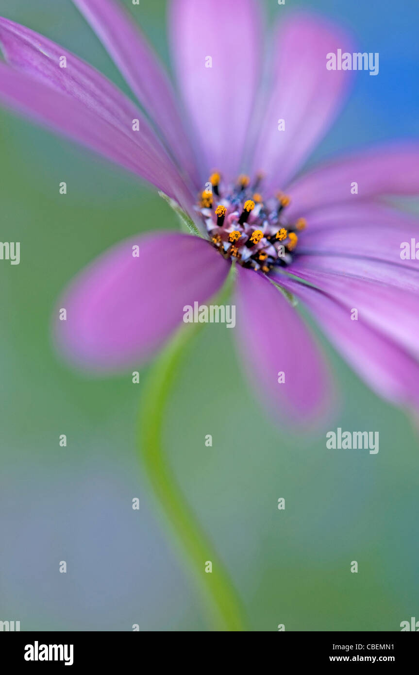 Osteospermum Sorte, Cape Daisy, purpurrote Blume Motiv. Stockfoto