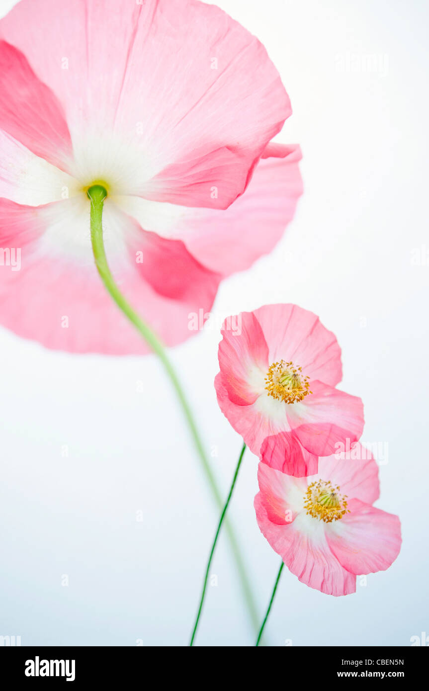 Papaver Rhoeas "Engelschor", Mohn, rote rosa Blume Motiv. Stockfoto