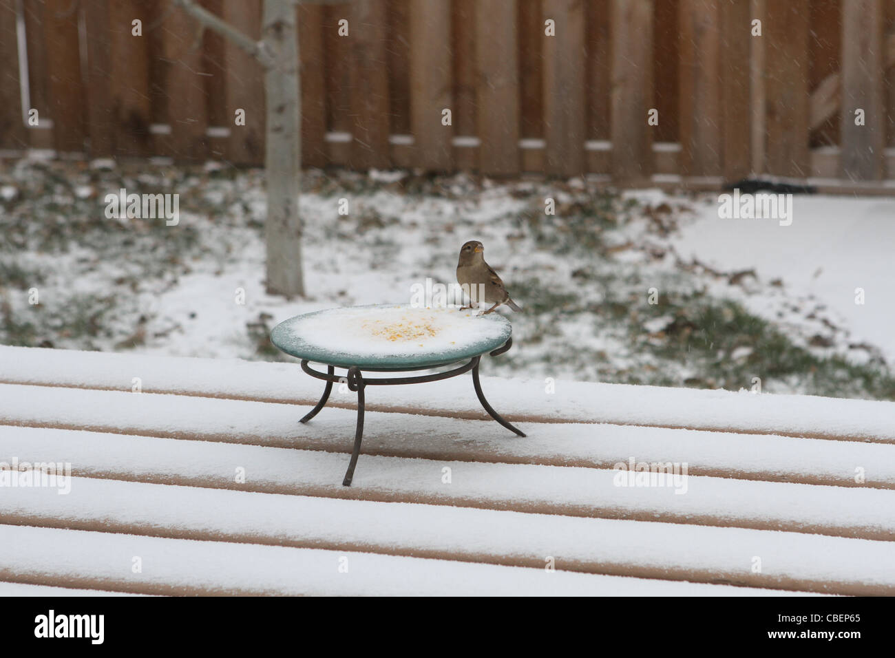 Ein Vogel sitzt auf einem Feeder auf einer Terrasse in einem Hinterhof in Minneapolis. Stockfoto